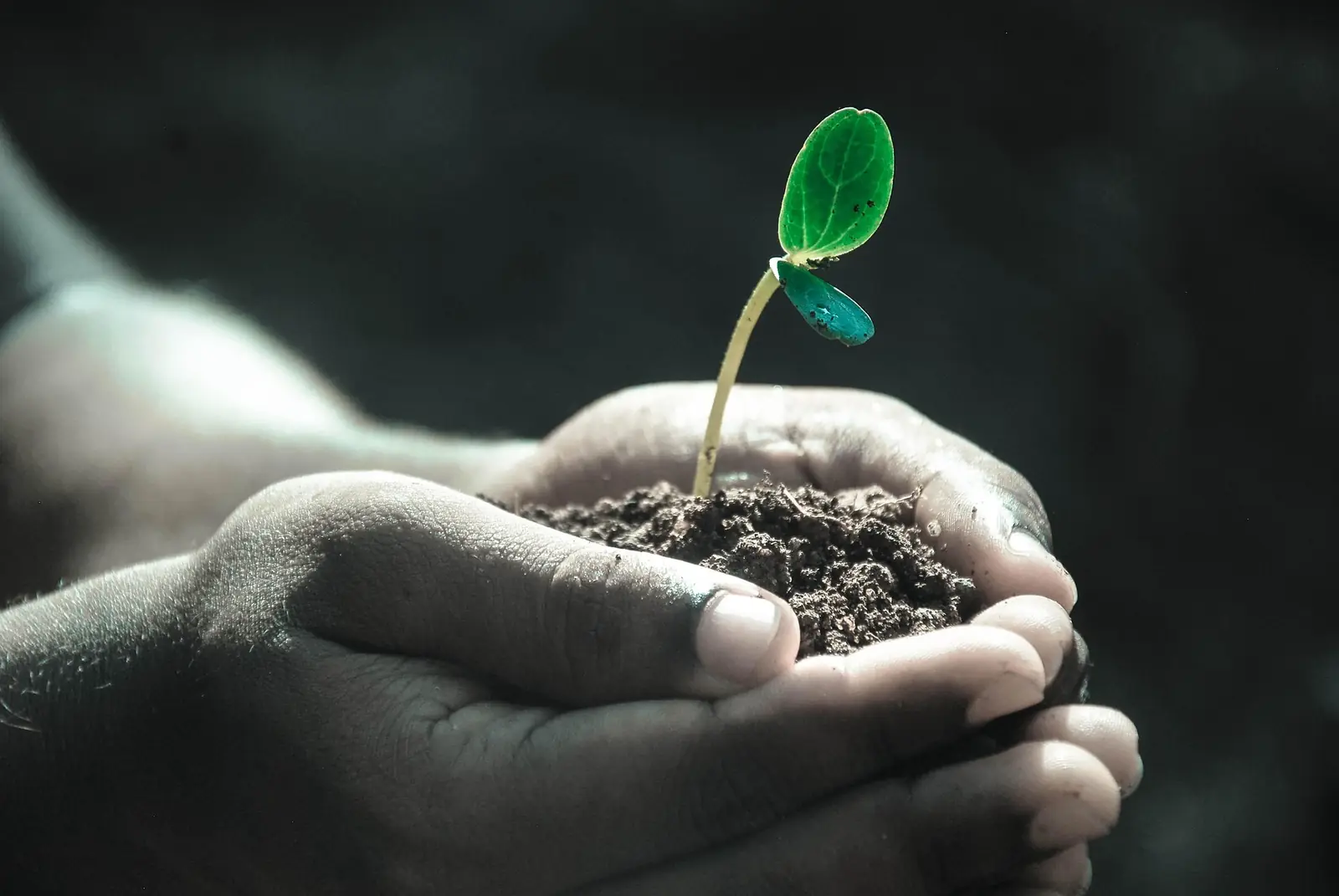 Young seedling held in cupped hands — protecting land and the environment in Kajiado
